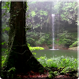Icon image Tropical Rain Video Wallpaper