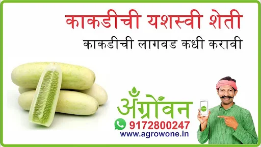 ओवा लागवड #Agrownet™