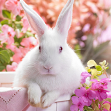 Cute Rabbit Wallpaper icon