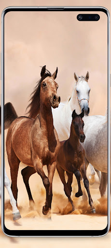 Horse love wallpapers Screen 3