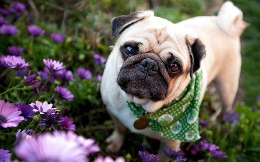 Pugs Wallpapers and background