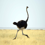 Cover Image of ดาวน์โหลด Ostrich sounds  APK