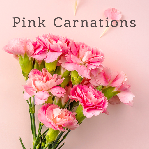 Pink Carnations Theme logo