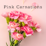 Cute Wallpaper Pink Carnations Theme Apk