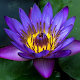 How to grow water lilies per PC Windows