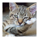 子猫 - Androidアプリ