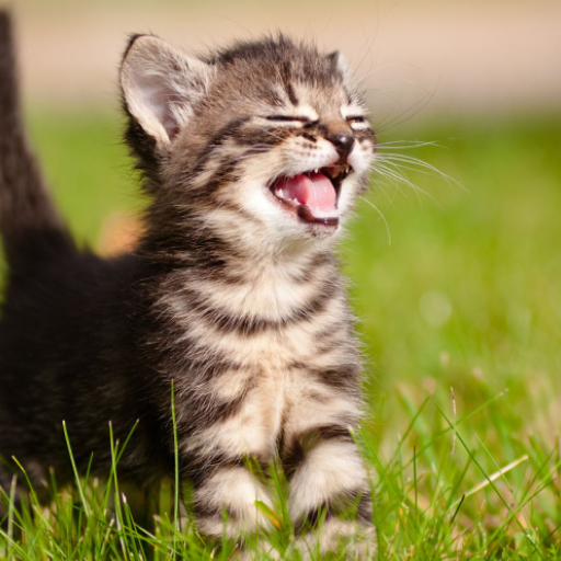 Kitten sounds logo
