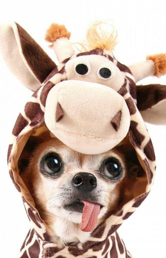 Android application Chihuahuas dog wallpapers screenshort