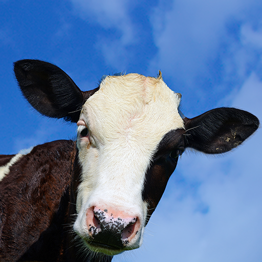 Crazy Cow FREE