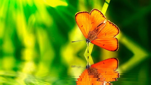 Butterfly Wallpapers screenshot 15