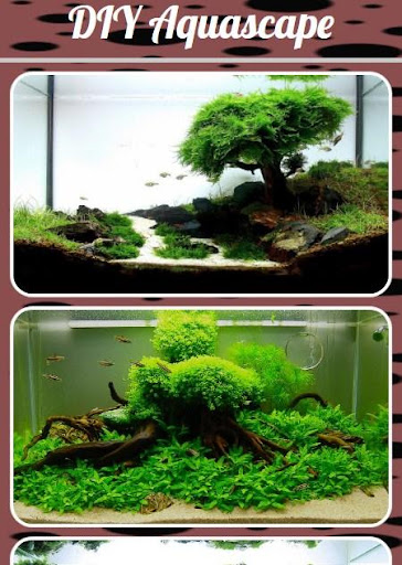 DIY Aquascape
