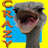 Crazy Ostrich Running icon