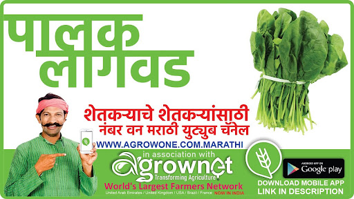 बडीशेप लागवड #Agrownet™ Screen 3