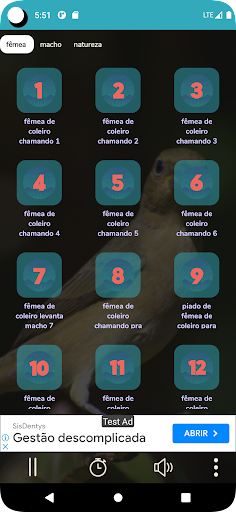 fêmea de coleiro chamando Screen 2