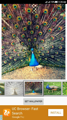 Peacock Live Wallpaper Screen 3