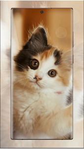 Cat Wallpaper 4D