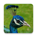 Cover Image of ดาวน์โหลด Peafowl Sound Collections ~ Sclip.app 1.0.2 APK