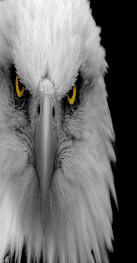Eagle Wallpaper