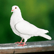 Dove Sounds - Dove Calls for Hunting