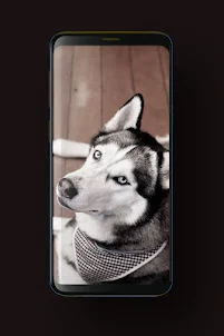 Dog Wallpaper HD, GIF