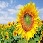 Cover Image of Download Simple sunflower  APK