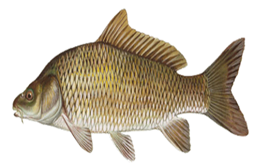 KMFRI AQUACULTURE FARMING Screen 2