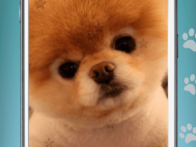 壁紙 動物 高画質 321097-壁紙 動物 高画質