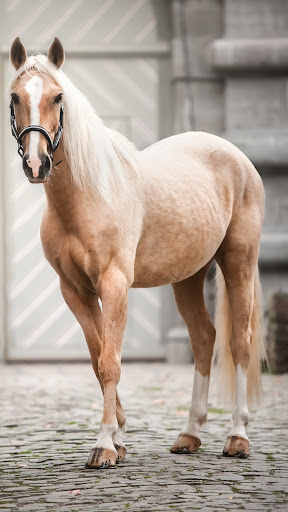 Download Horse Wallpaper Free for Android - Horse Wallpaper APK Download -  