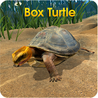 Box Turtle Simulator