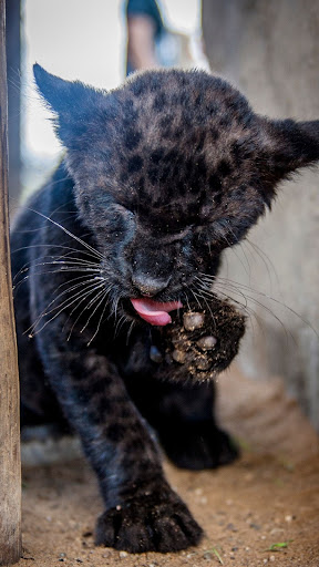 Android application Panther Wallpapers screenshort