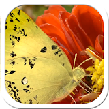 Butterfly Bloom Live wallpaper icon