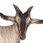 Cover Image of Download My Goat Manager - Farming app 1.1.3 APK
