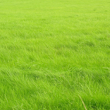 Grass Wallpapers icon
