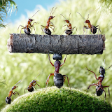 World of Ants Jigsaw Puzzles Game icon