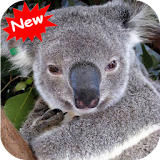Koala Bear icon