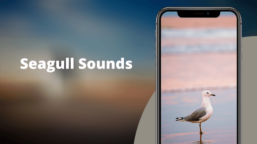 Android application Seagulls Sounds screenshort