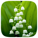 HD Wallpaper - Lily Of The Valley Flower icon