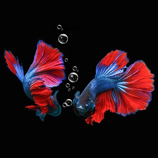 Cara Budidaya Ikan Cupang