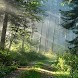 Forest Live Wallpaper - Androidアプリ