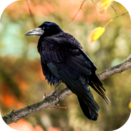 Crow Sounds - AppWisp.com
