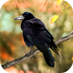 「Crow Sounds」圖示圖片