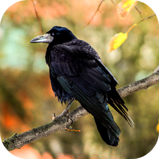 Crow Sounds