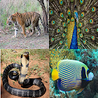 Animal Kingdom : India - (Quiz/Trivia) 
