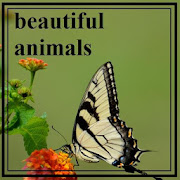 Beautiful Animals Wallpaper