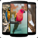 Cover Image of Download Bird Wallpaper Offline  APK