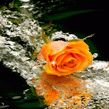 Lovely Yellow Rose LWP icon