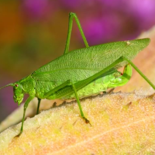 Katydid sounds logo