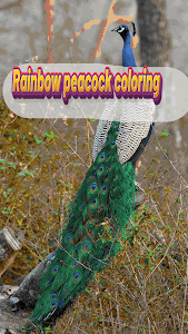 Coloring rainbow peacock Unknown
