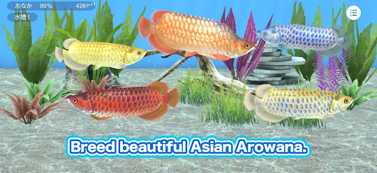 My Asian arowana Aquarium
