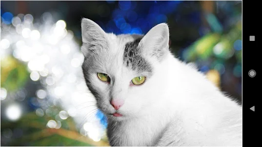 Hình nền mèo Giáng sinh